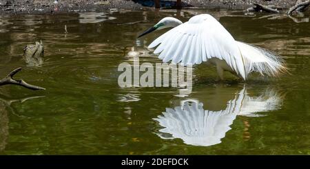 Eastern grande egret (Ardea modesta) con le ali si sparse in acqua alla ricerca di nido costruzione in stagione di allevamento, Queensland Australia Foto Stock