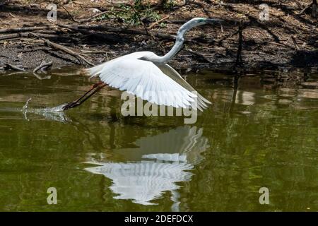 Eastern grande egret (Ardea modesta) decollo portando un ramoscello per la costruzione del nido nella stagione di allevamento, Queensland Australia Foto Stock