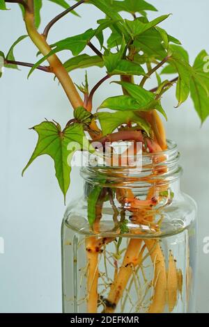 La patata dolce lascia radici crescenti da scivoli in un vaso di acqua Foto Stock