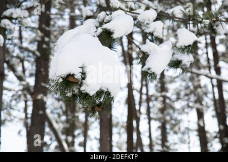 Cono su abete coperto di neve nel parco forestale con alberi sullo sfondo. Foto Stock