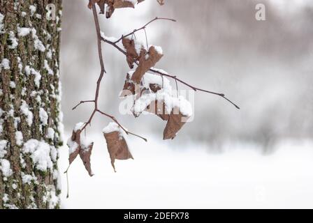 Foglie asciutte sul ramo dell'albero sotto neve bianca fresca dentro parco cittadino invernale Foto Stock