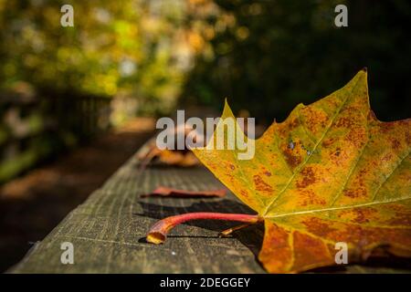 Maple Leaf all'Hayden Falls Park, Columbus, Ohio Foto Stock