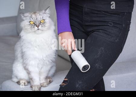 Donna che pulisce i vestiti con il rullo dei vestiti o il rullo di pelucchi dai capelli del gatto. Il gatto capisce. Capelli animali sui vestiti. Pulizia dei capelli da animali domestici Foto Stock