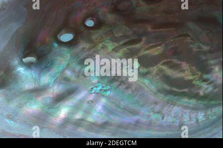 primo piano macro shot di un nacre o madre di perla rivestimento di un guscio di mollusco in iridescenti sfumature di turchese, verde schiuma di mare e lavanda, fa una a. Foto Stock