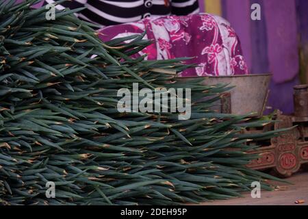 La mano di una donna contadina che sta legando foglie di Fistulosum Allium. La cipolla gallese, detta anche cipolla grappata, cipolla verde lunga, cipolla giapponese grappata Foto Stock