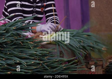 La mano di una donna contadina che sta legando foglie di Fistulosum Allium. La cipolla gallese, detta anche cipolla grappata, cipolla verde lunga, cipolla giapponese grappata Foto Stock