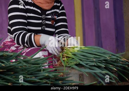 La mano di una donna contadina che sta legando foglie di Fistulosum Allium. La cipolla gallese, detta anche cipolla grappata, cipolla verde lunga, cipolla giapponese grappata Foto Stock