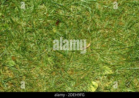 Sfondo di fitta erba verde sul terreno Foto Stock