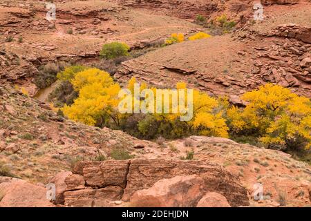 Alberi di Cottonwood in colore autunnale nel Kane Creek Canyon vicino a Moab nel sud-est dello Utah. Cottonwoods nel deserto crescono lungo ruscelli o fondo asciutto di lavaggio Foto Stock