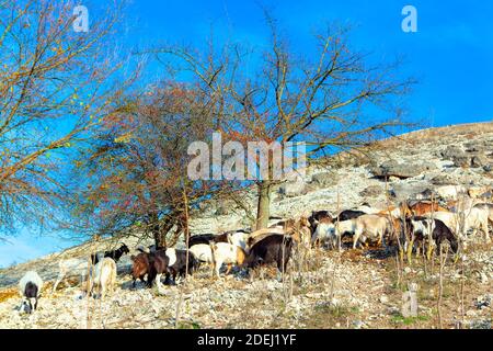 Gregge di capre selvatiche sulla collina rocciosa Foto Stock