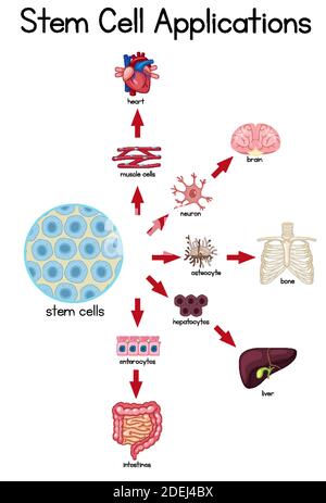 Poster informativo delle applicazioni delle cellule staminali Illustrazione Vettoriale