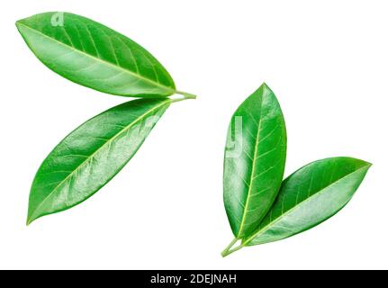 Foglia arancione isolata su sfondo bianco. Raccolta di foglie di agrumi, texture dettagliata. Foto Stock