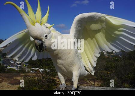 Close Up estremo di un cockatoo solforato con Wings sparso E cresta in su Foto Stock