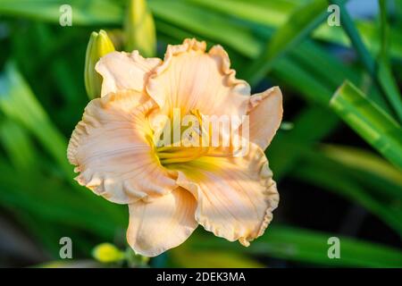 "Newberry tempo preso in prestito' Daylily, Daglilja (Hemerocallis) Foto Stock