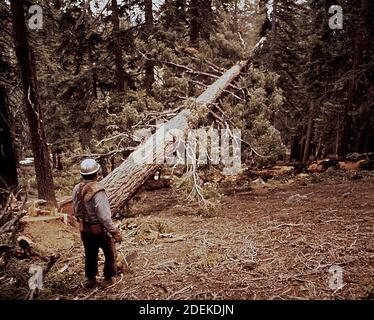 1970 Photos (1972) - D. Jackson abbattimento abete rosso Foto Stock