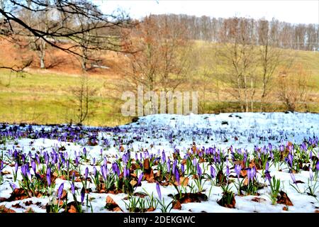 Una vista di un campo pieno di crocuses fuori da la neve Foto Stock