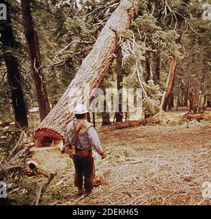 1970 Photos (1972) - D. jackson abbattimento abete rosso Foto Stock