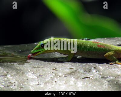 Gold Dust Day Gecko bere acqua piovana nella valle di Waimea, Oahu, Hawaii Foto Stock