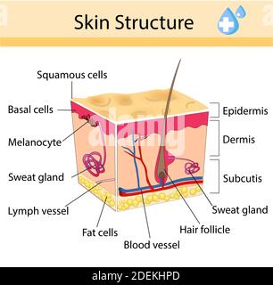 Pelle umana e struttura dei capelli. Segno anatomico. Illustrazione isolata della cura di bellezza Illustrazione Vettoriale