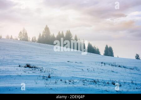 blizzard in montagna. scenario magico con nuvole e nebbia in una soleggiata mattina d'inverno. alberi in nebbia su un prato innevato. clima freddo Foto Stock