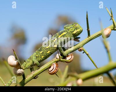 chamaeleo africanus, camaleonte africano in grecia Foto Stock