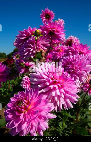 Pink Gingham dalia, isola di Swan dalie, Canby, Oregon Foto Stock