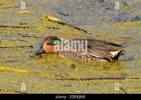 Verde-alato teal (Anas carolinensis), Fernhill Wetlands, Forest Grove, Oregon Foto Stock
