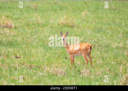 Oribi, Ourebia ourebi è carino piccolo antilope trovato in Africa orientale, meridionale e occidentale. Etiopia, Santuario di Senkelle, Africa fauna selvatica Foto Stock