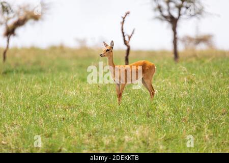 Oribi, Ourebia ourebi è carino piccolo antilope trovato in Africa orientale, meridionale e occidentale. Etiopia, Santuario di Senkelle, Africa fauna selvatica Foto Stock