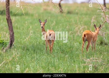 Oribi, Ourebia ourebi è carino piccolo antilope trovato in Africa orientale, meridionale e occidentale. Etiopia, Santuario di Senkelle, Africa fauna selvatica Foto Stock