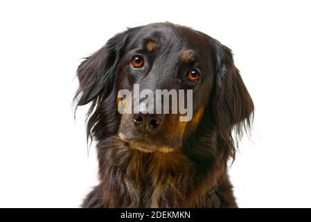 Ritratto del cane di Hovawart. Tiro in primo piano di un cane nero Hovawart, isolato Foto Stock