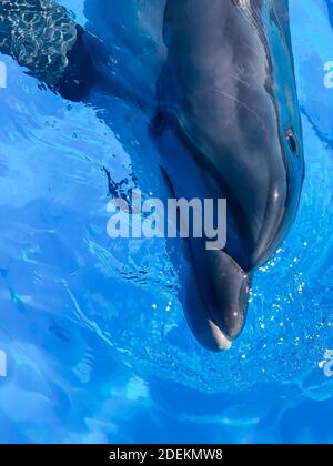 Delfino a collo di bottiglia in acqua blu terapia testa Foto Stock