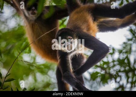 Azuero scimmie ragno, Ateles geoffroyi azuerensis, dentro la densa foresta pluviale di Cerro Hoya national park, provincia di Veraguas, Repubblica di Panama. Foto Stock