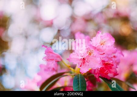 Rosa in fiore fiori di rododendro smirnowii nella primavera del giardino. Foto Stock