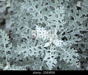 Foglie di Jacobaea maritima, comunemente noto come argento ragwart naturale macro sfondo floreale Foto Stock