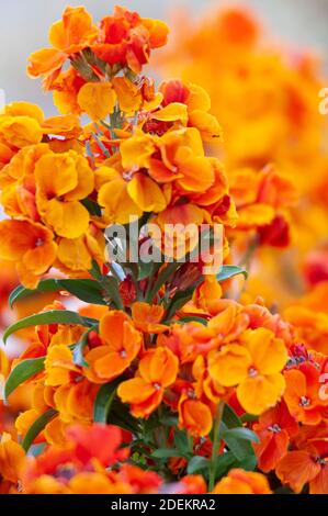Fiori arancioni Foto Stock