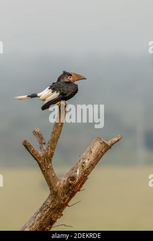 Hornbill argenteo-cheeked (Bycanistes brevis), Queen Elizabeth National Park, Uganda. Foto Stock