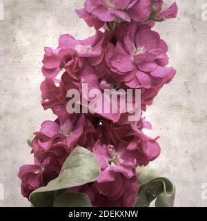 Elegante sfondo in carta vecchia con brodo Brompton viola scuro infiorescenza Foto Stock