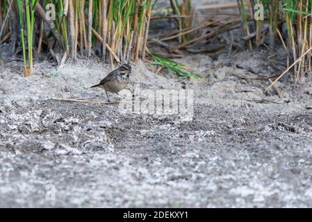 Uccello Blueghar o Luscinia svecica in natura selvaggia Foto Stock