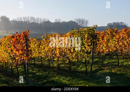 Inghilterra, Sussex orientale, vigneti con foglie autunnali vicino a Wichelsea Foto Stock