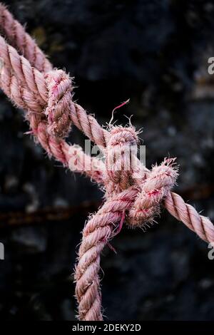 Una fune spessa annodata sfilacciata in polipropilene. Foto Stock