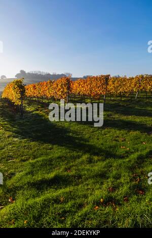 Inghilterra, Sussex orientale, vigneti con foglie autunnali vicino a Wichelsea Foto Stock