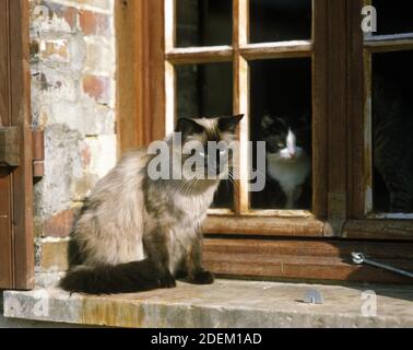 Balinese e bianco e nero gatto domestico in piedi alla finestra Foto Stock