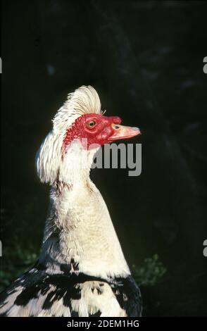 Muskovy Duck, Cairina moschata, testa di maschio Foto Stock