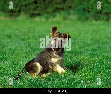 Pastore Tedesco cane, Pup seduto sull'erba Foto Stock
