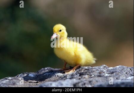 Muskovy Duck, Cairina moschata, anatroccolo Foto Stock