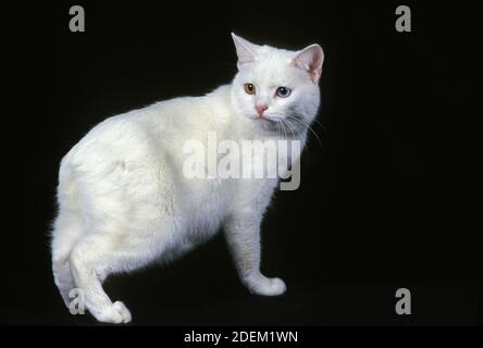 Manx gatto domestico, un gatto di razza senza coda, adulto su sfondo nero Foto Stock