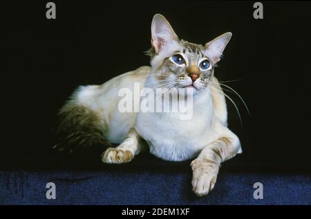 Balinese gatto domestico, adulti la posa su sfondo nero Foto Stock