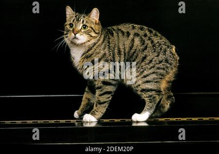 Gatto domestico Manx, una razza di gatto con coda di coda, adulto in piedi su piano Foto Stock