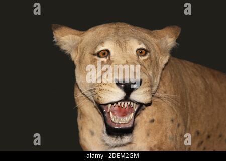 Scimitar Cat, homotherium siero, dai Denti a Sciabola Cat scomparso 10 000 anni fa, Museo Beringie in Canada Foto Stock